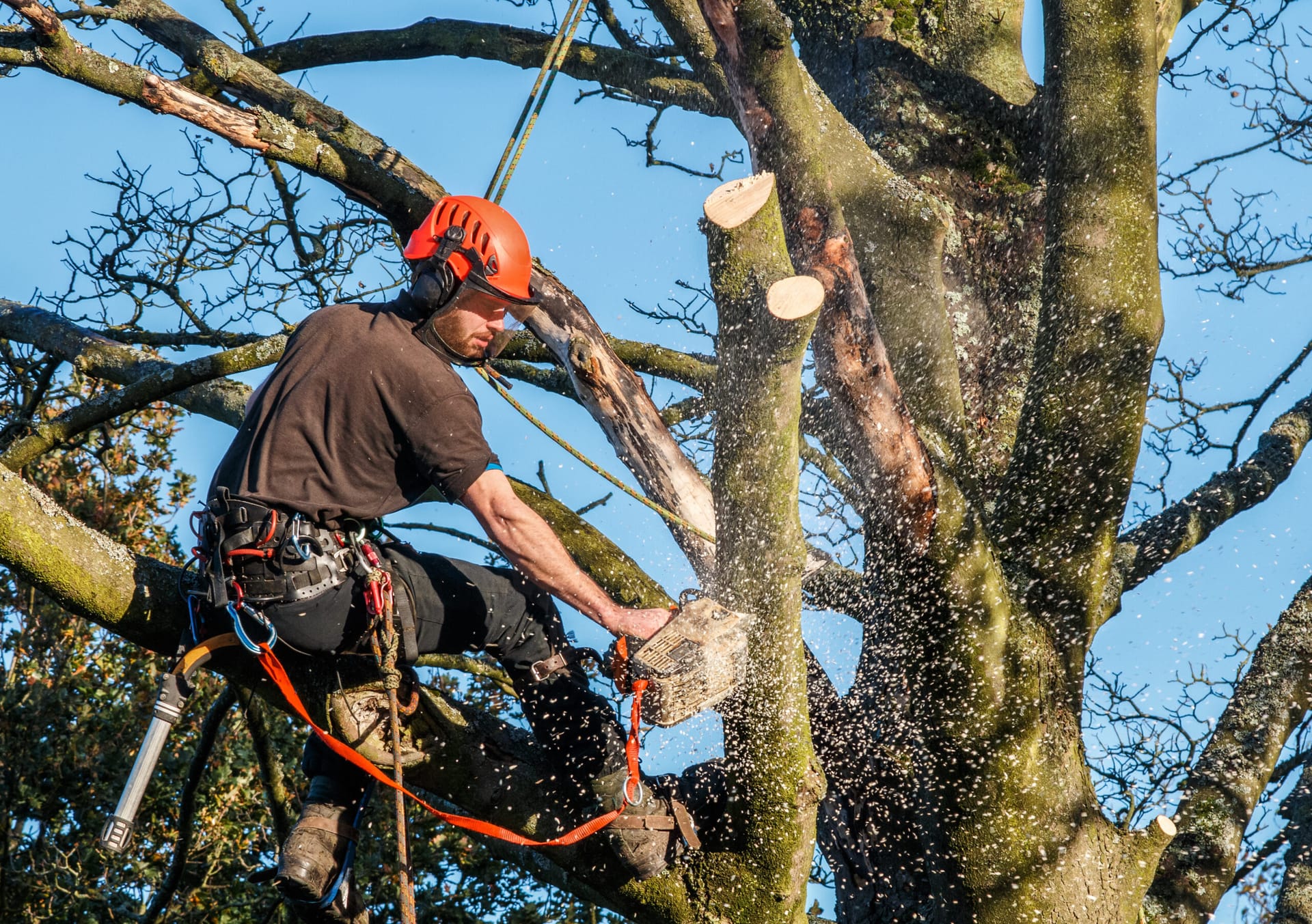 Trefelling